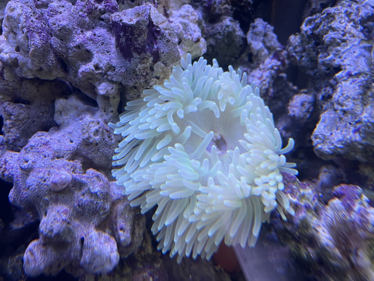 malu anemone (radianthus malu)
