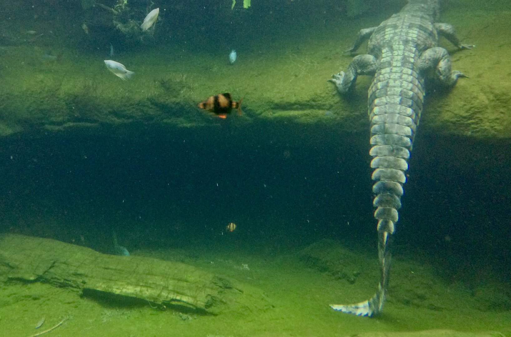 Malu - female False gharial - tail
