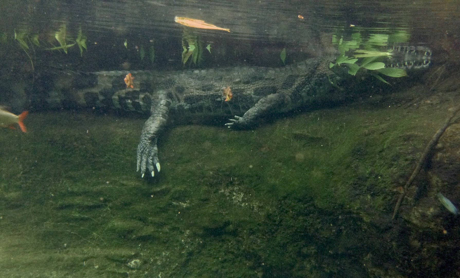 Malu - female False gharial (Tomistoma schlegelii)