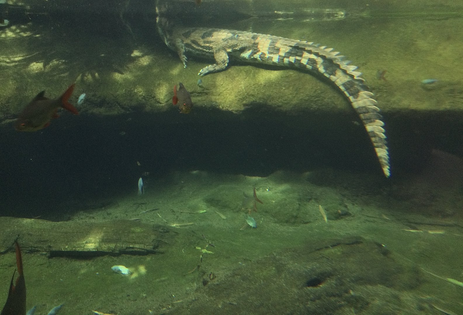 Malu - Female False Gharial