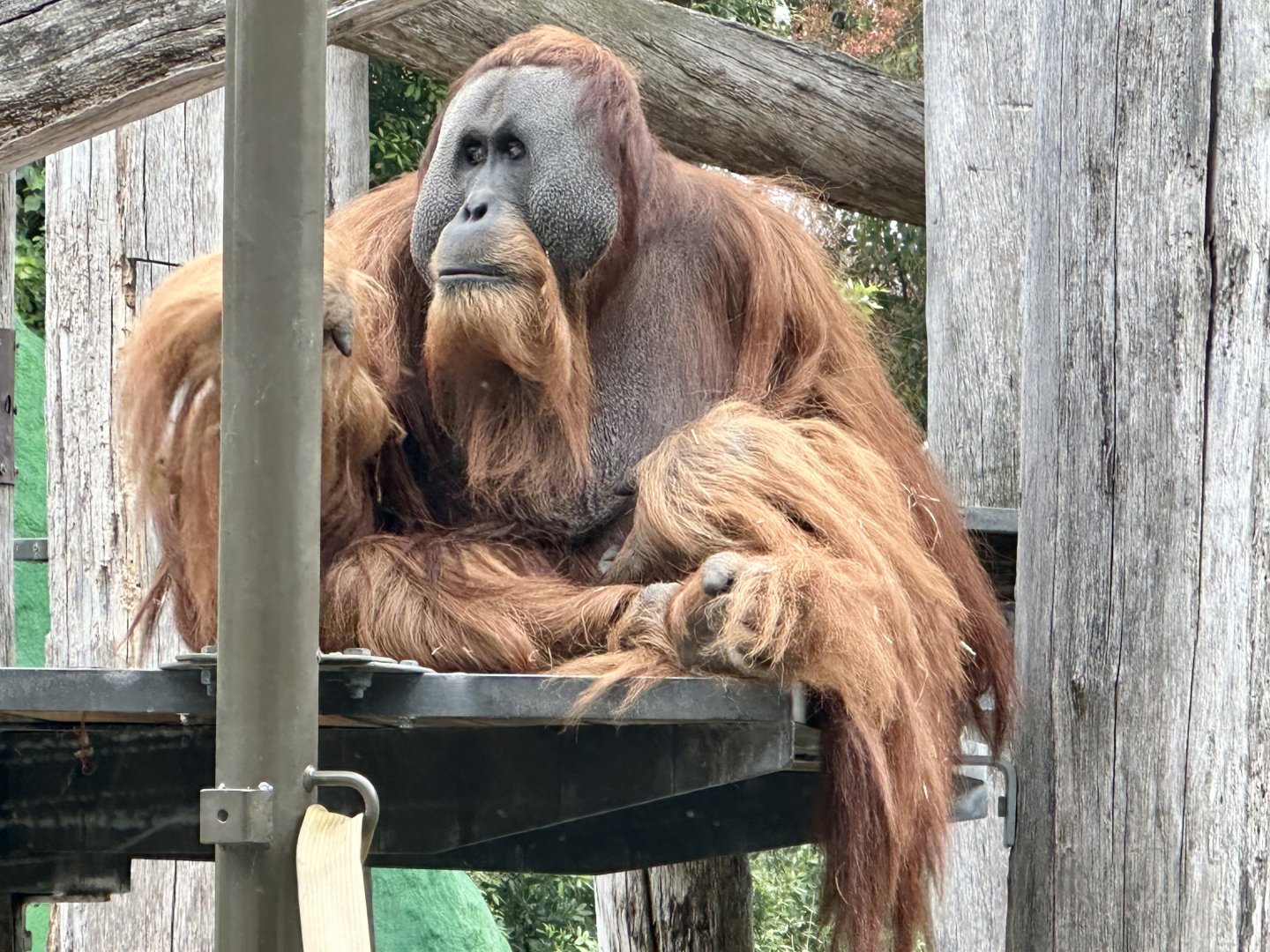 Malu (male Sumatran orangutan)
