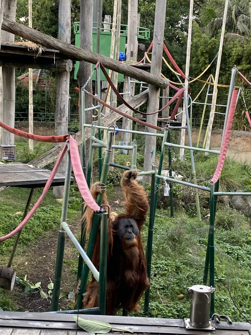 Malu - Male Sumatran Orangutan