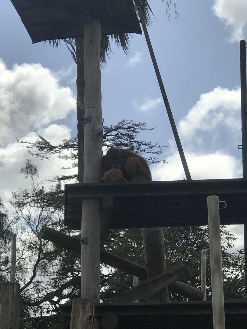 Malu sitting on his platform