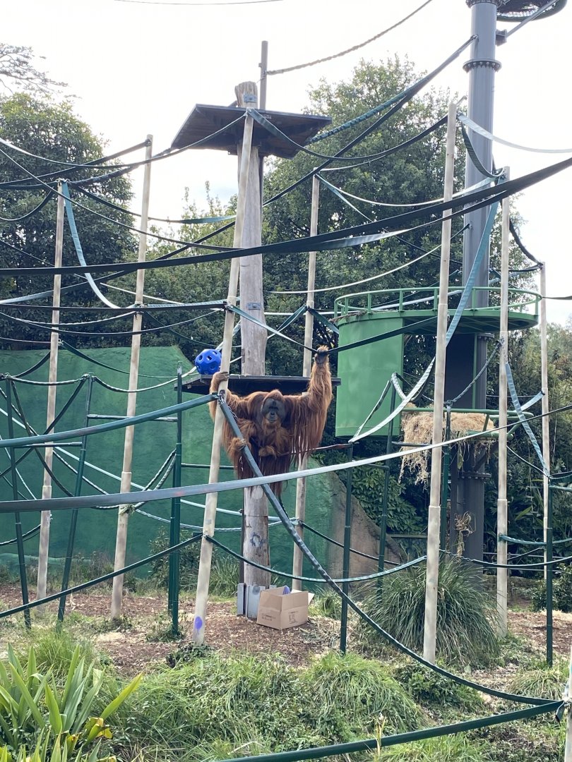 Malu - Sumatran Orangutan