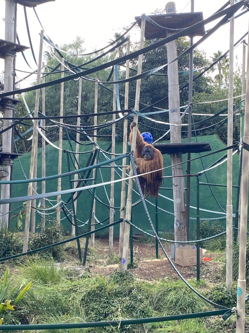 Malu - Sumatran Orangutan