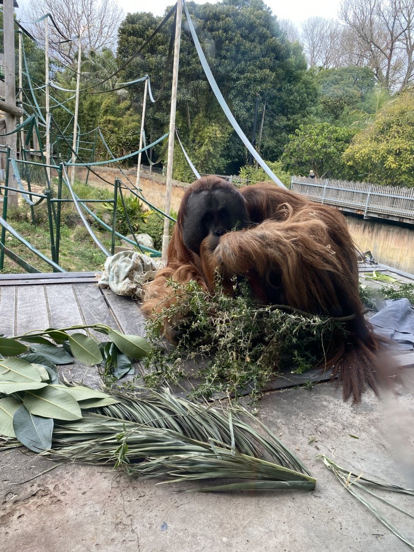 Malu - Sumatran Orangutan