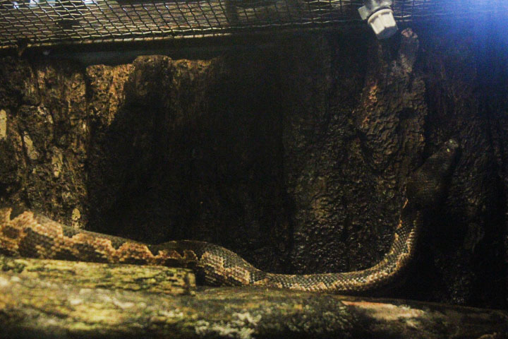 Maluku ground boa (Candoia paulsoni tasmai)