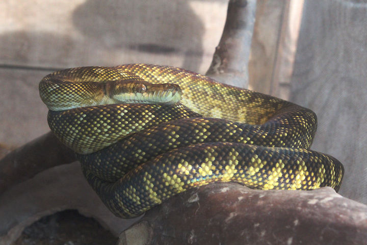 Maluku python (Simalia clastolepis) - Taman Konservasi Sato Loka