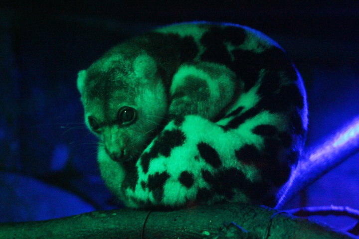 Maluku spotted cuscus (Spilocuscus maculatus chrysorrhous)