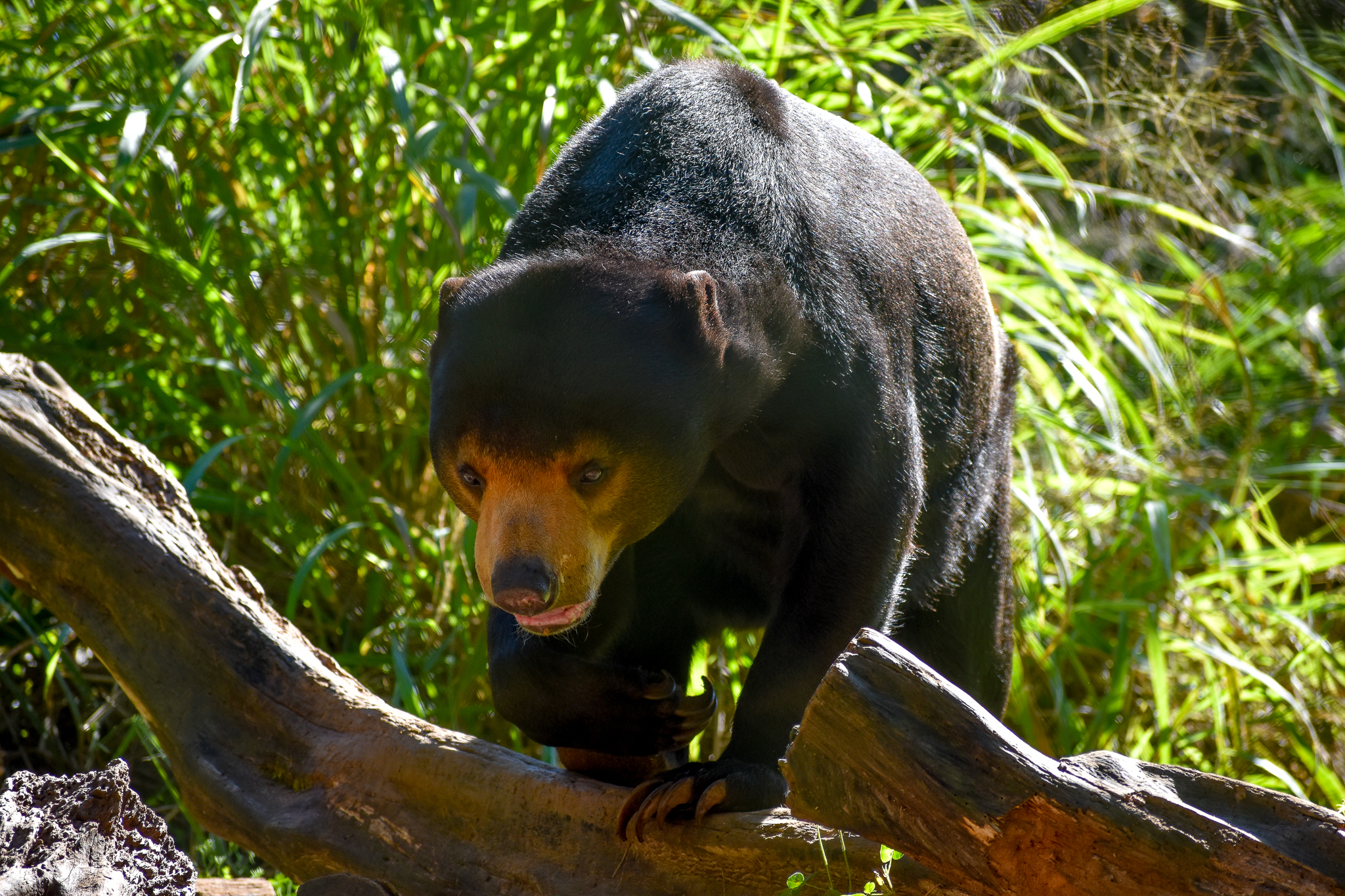 Maly - Malayan Sun Bear