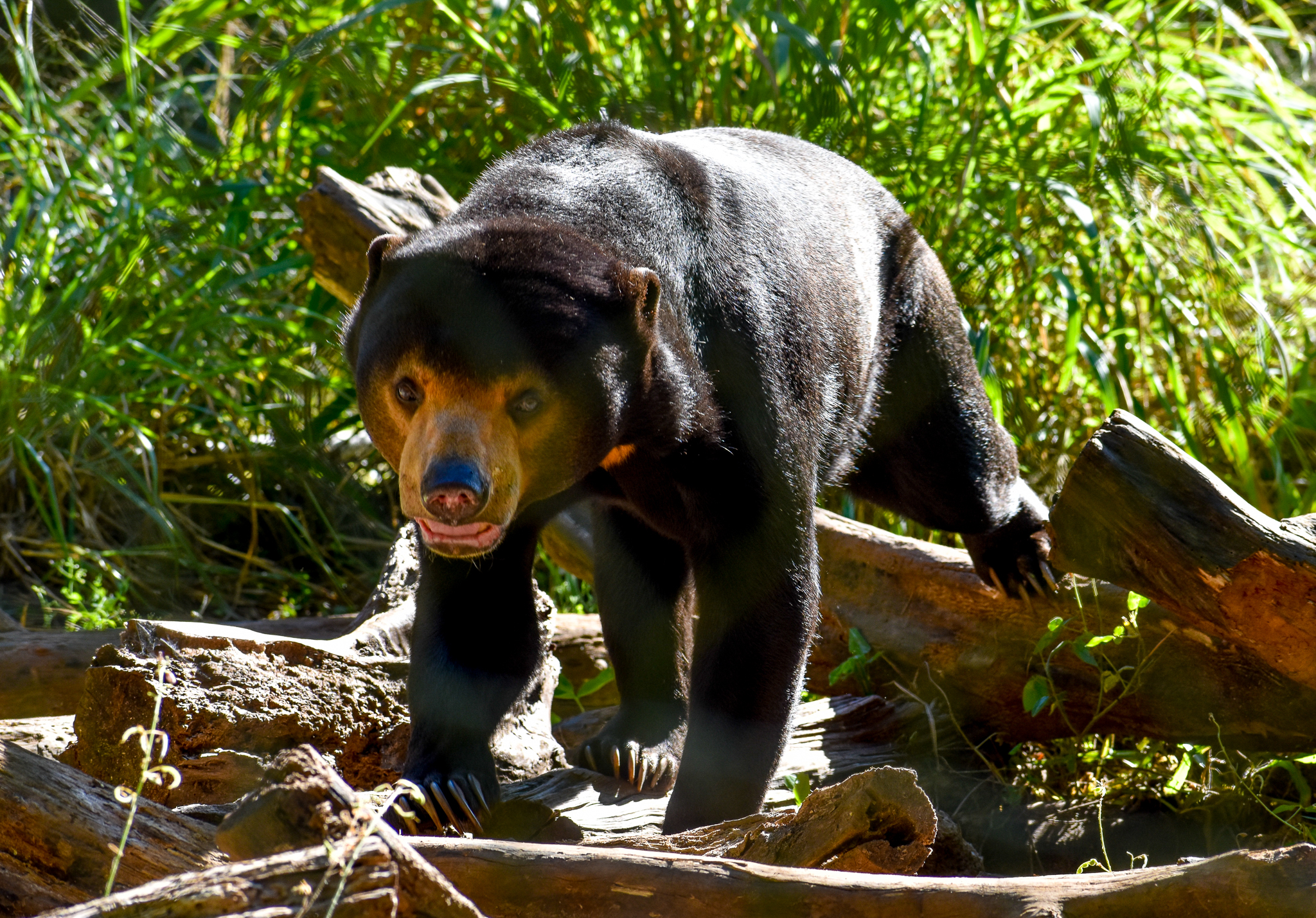 Maly - Malyan Sun Bear