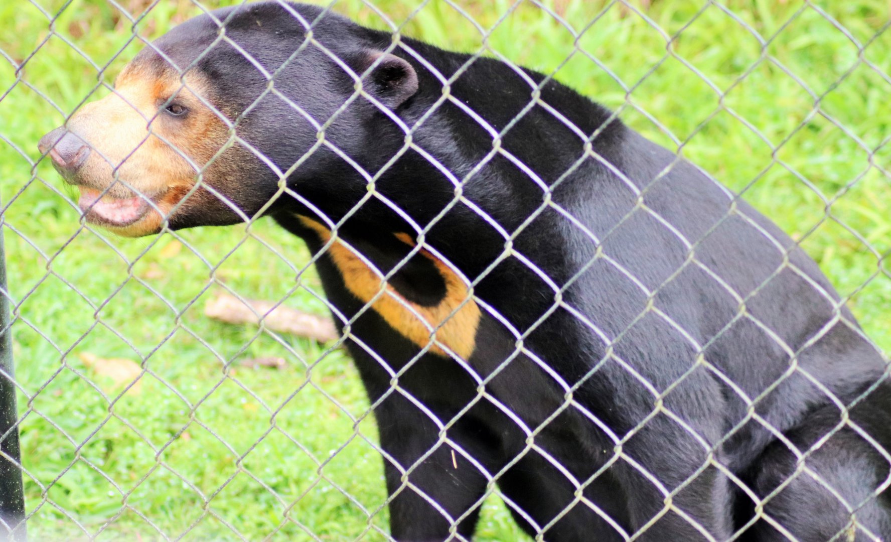 'Maly'- Sun Bear (Helarctos malayanus)