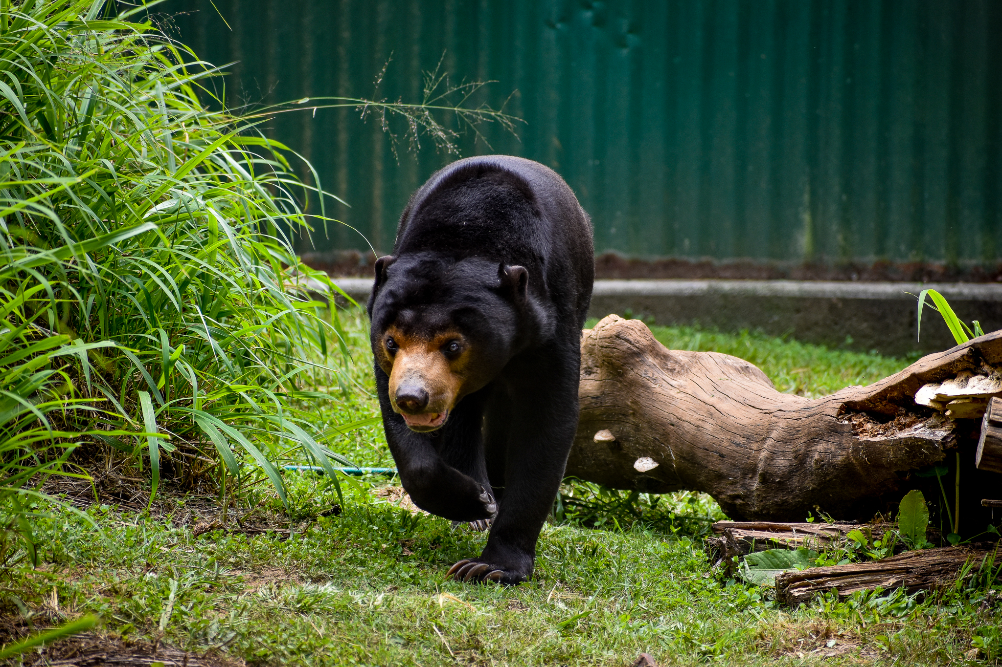 Maly - Sun Bear (Helarctos malayanus)