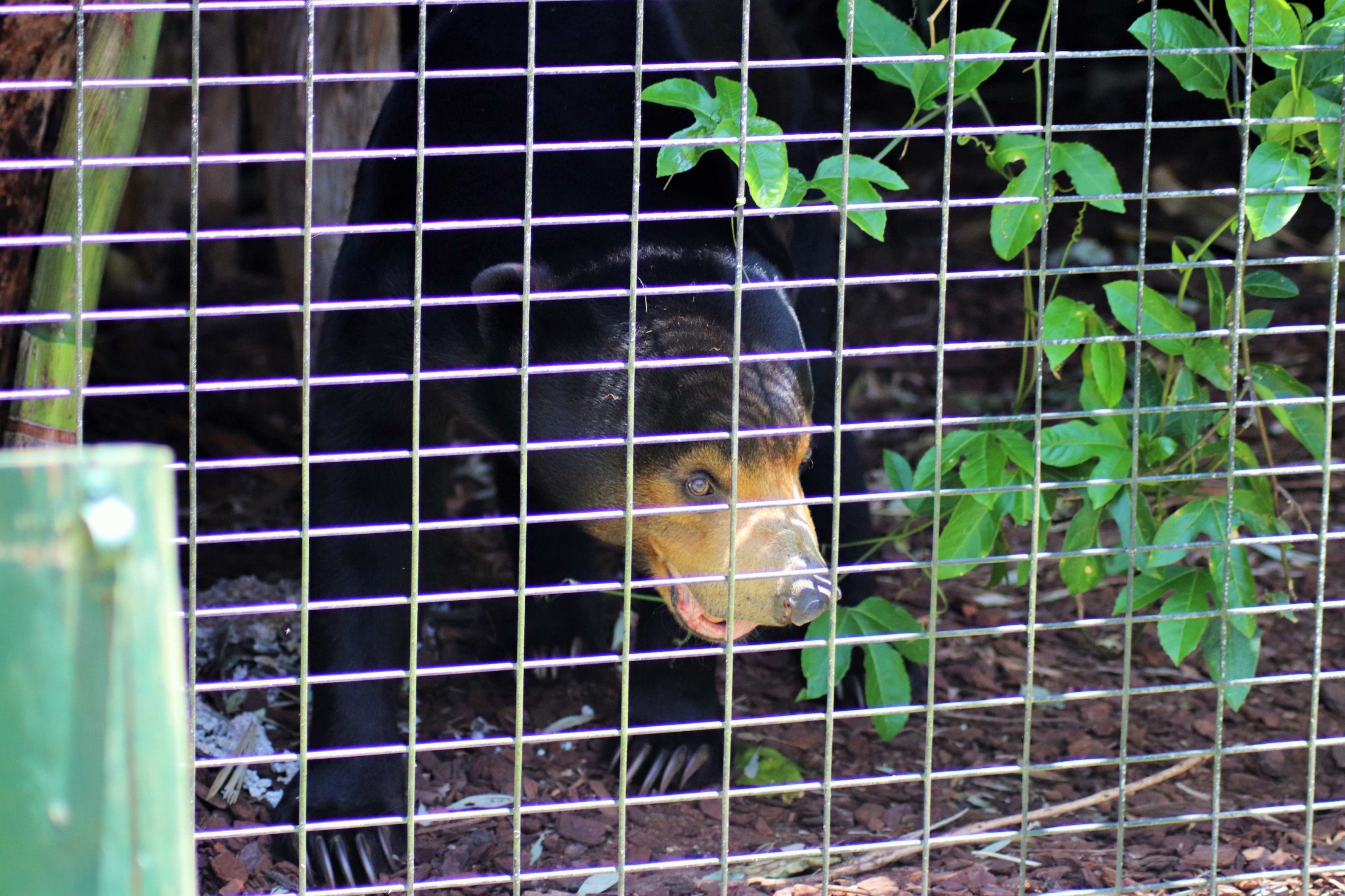 'Maly' the Sun Bear (Helarctos malayanus)