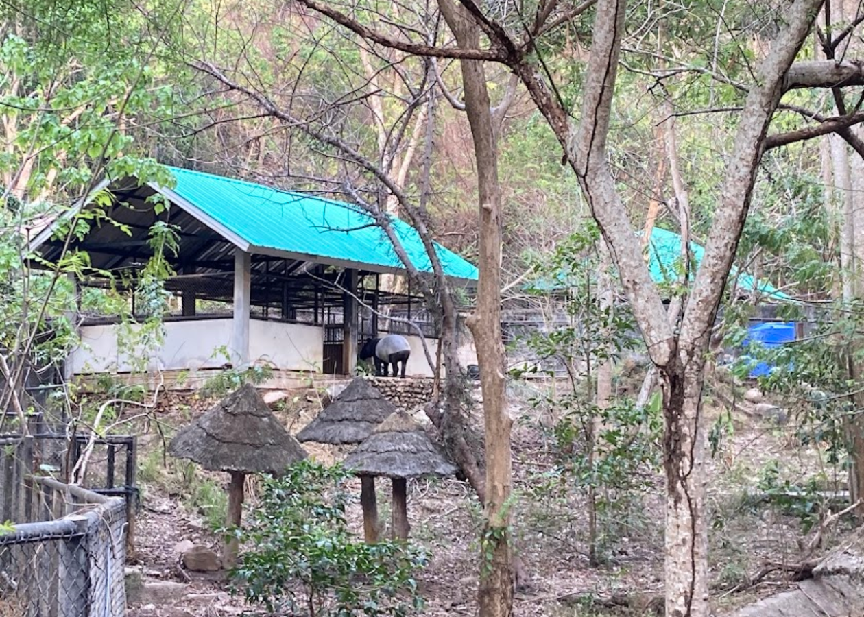 Malyan tapir breeding centre