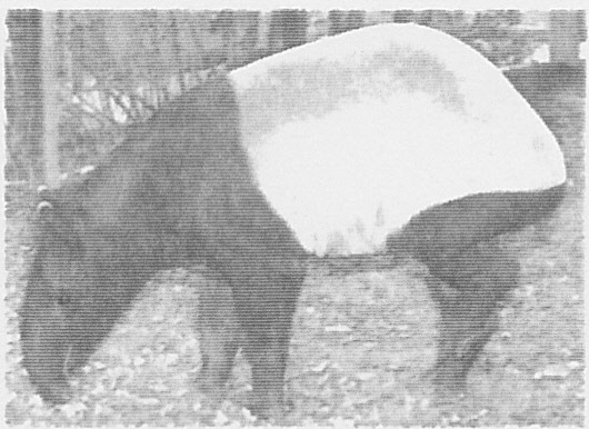 Malyan Tapir