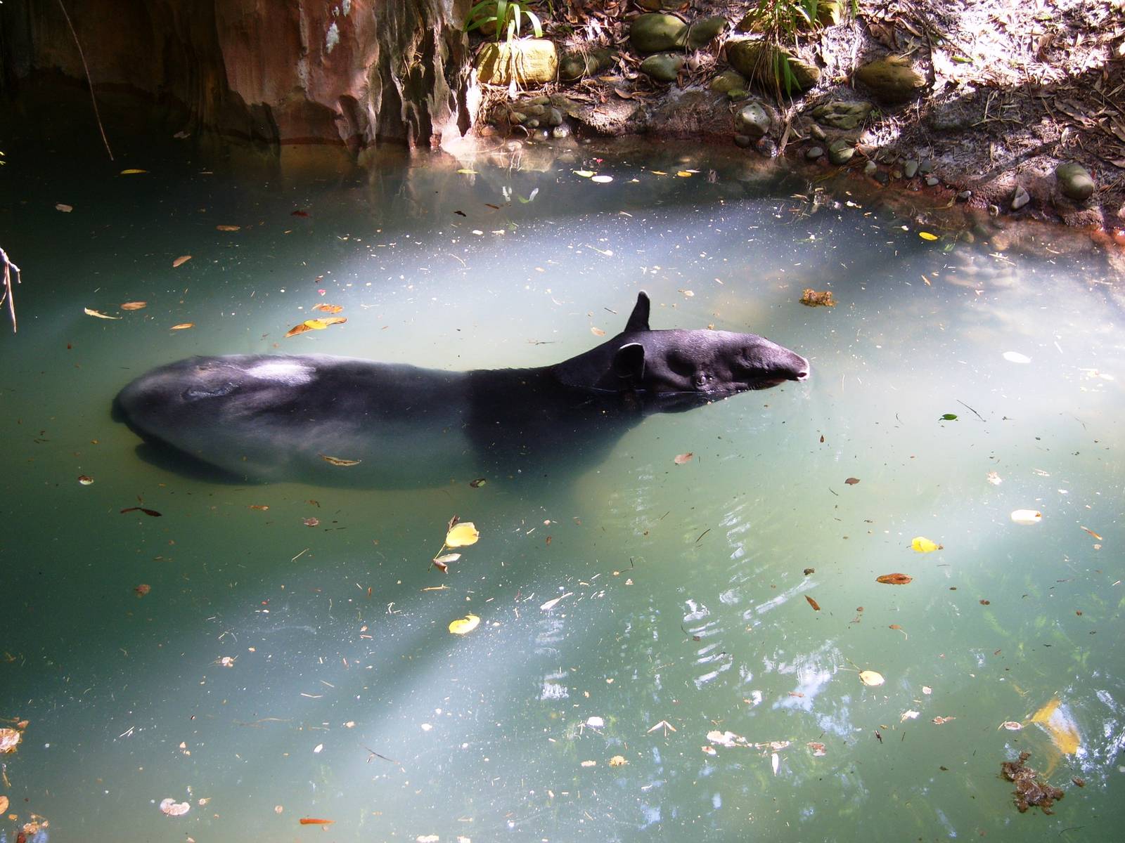Malyan Tapir