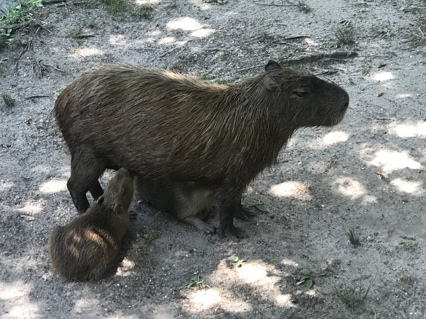 Mama Capybara nursing babies