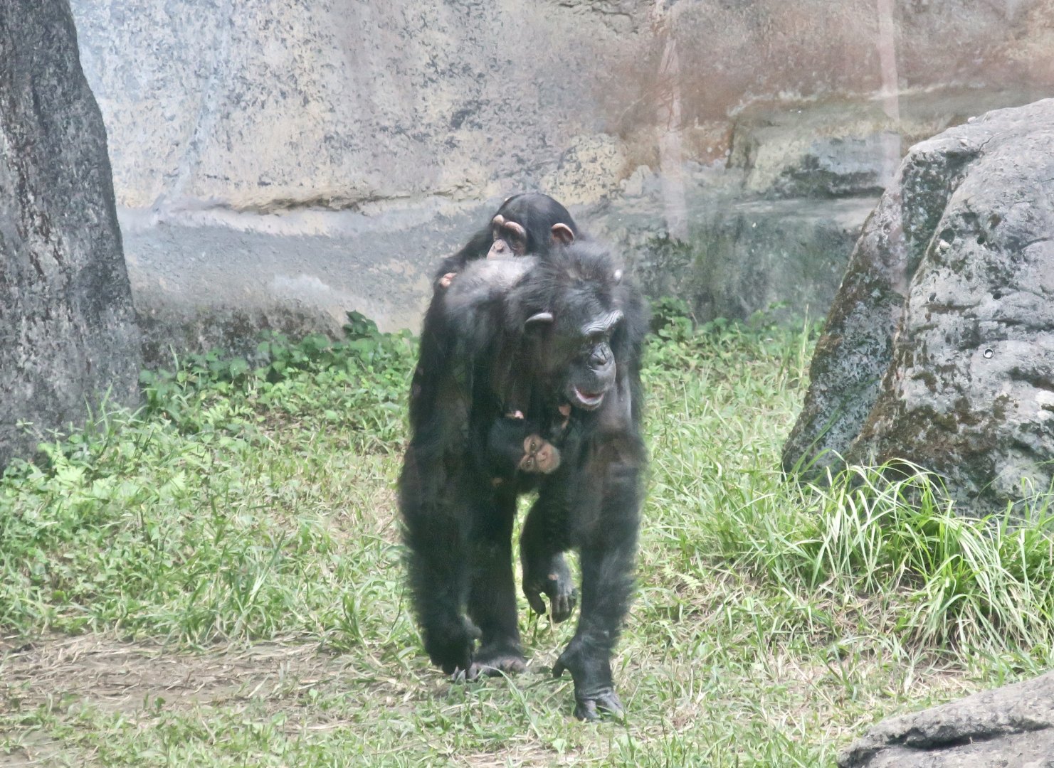 mama Chimp (Pan troglodytes)