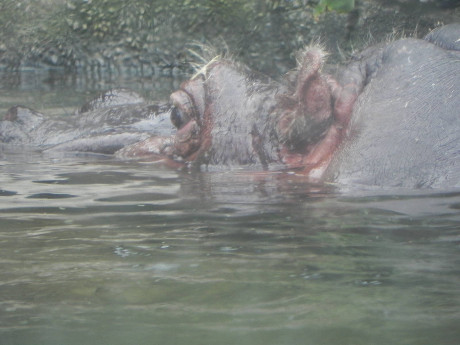 Mama hippo