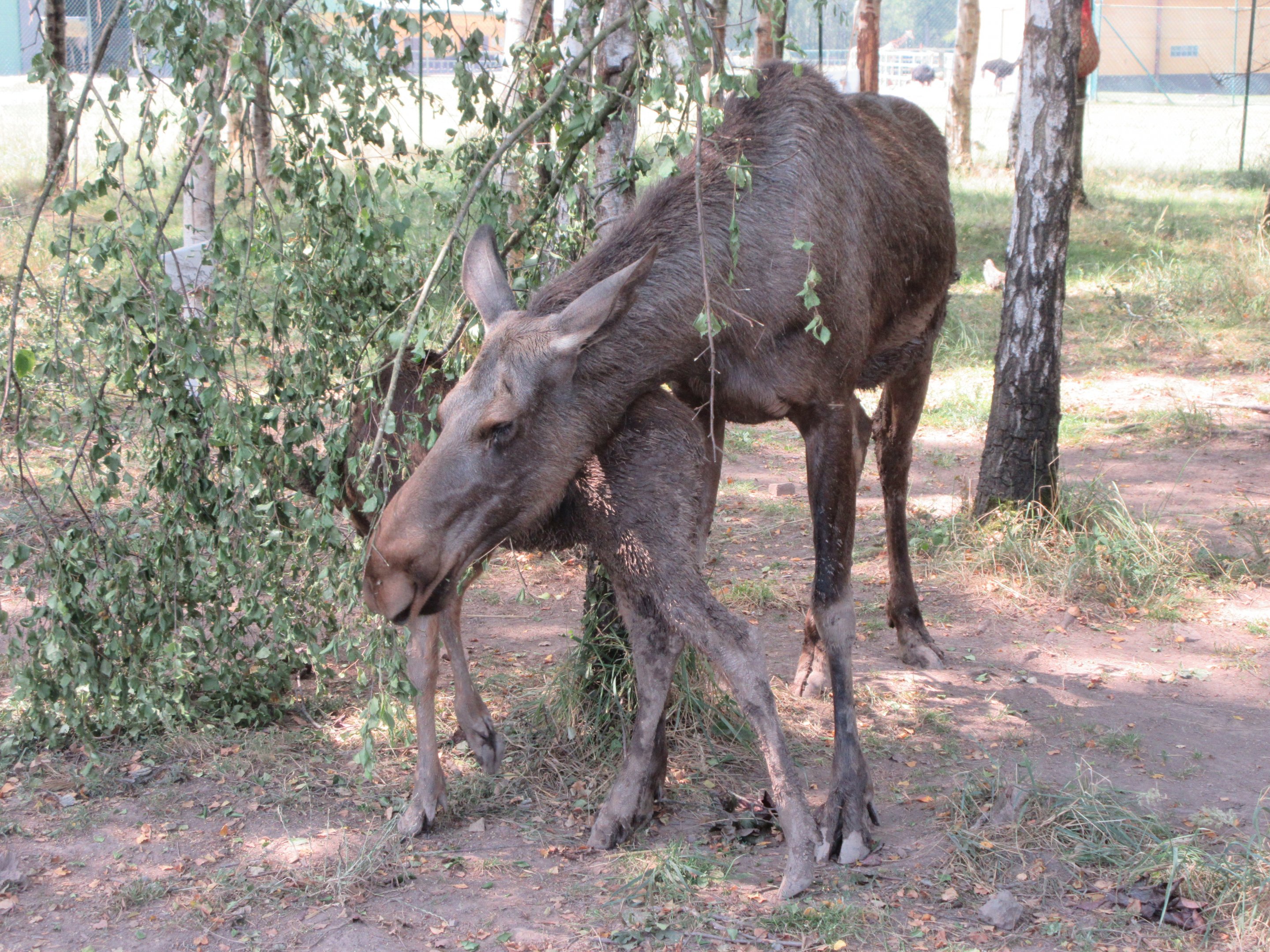 Mama Moose + Youngster