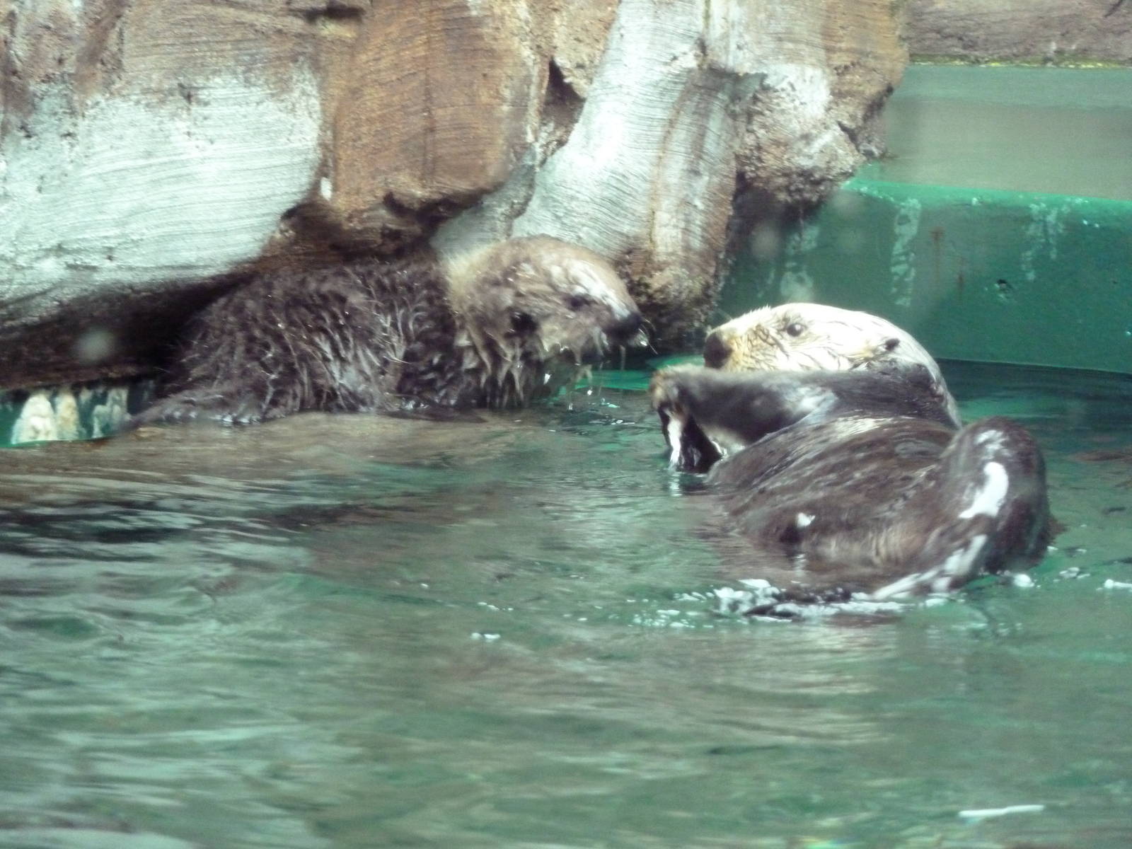 Mama Sea Otter + 4 Week-Old Pup