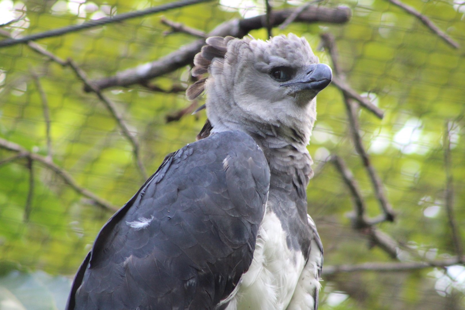 Mama the Harpy Eagle (Harpia harpyja)