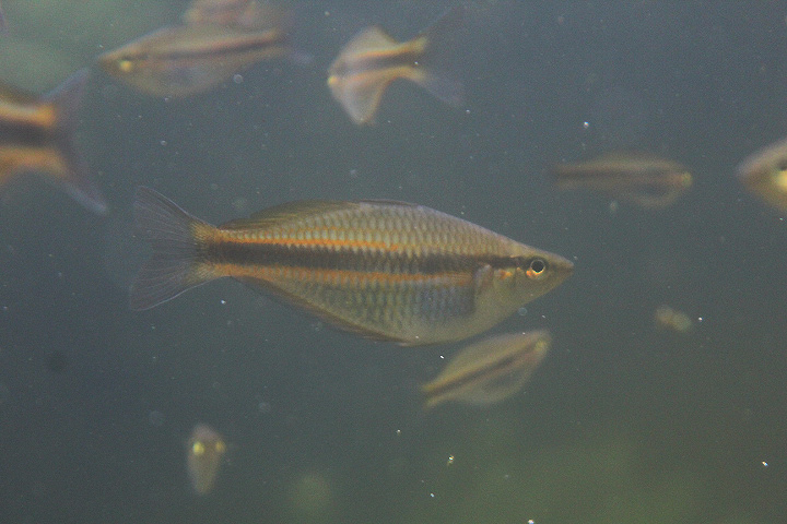 Mamah rainbowfish (Melanotaenia mamahensis) - PCBA
