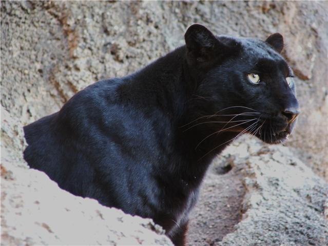 Mamba female black leopard