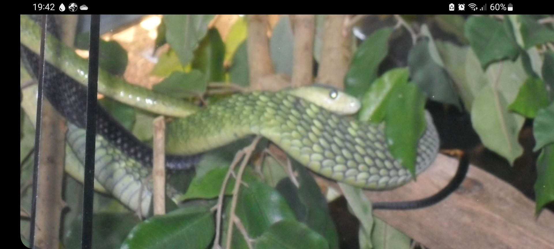 Mamba species id