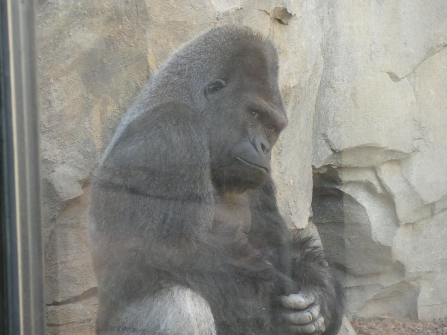 Mambie (Western Lowland Gorilla)