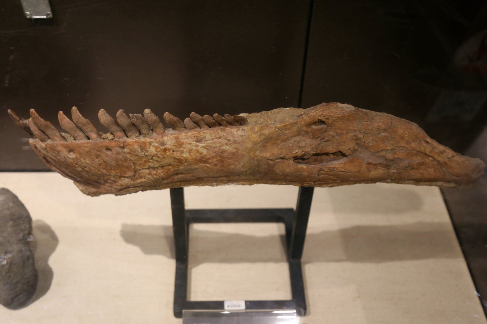 Mamenchisaurus sinocanadorum Mandible, Holotype (IVPP V10603)