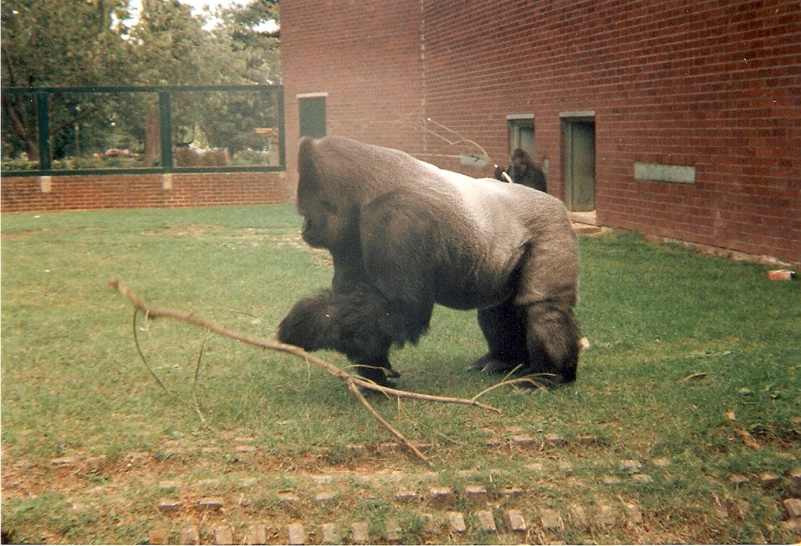 Mamfe the gorilla at Twycross Zoo, 9 September 1995