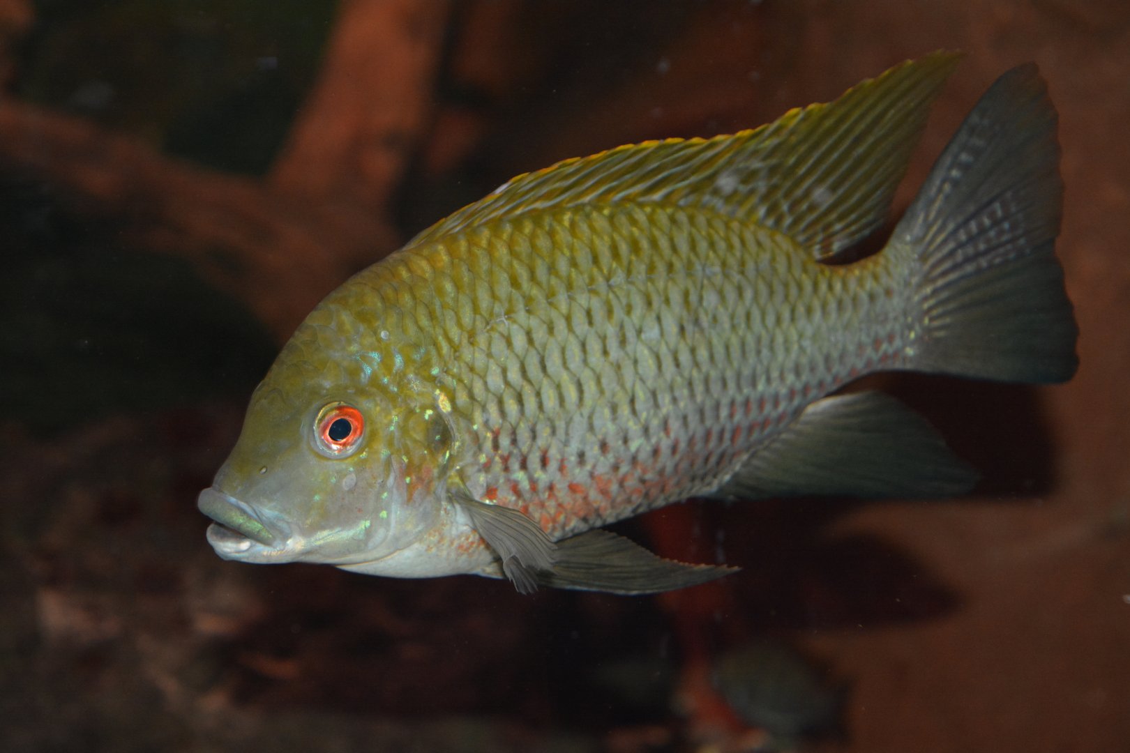 Mamfe tilapia (Coptodon sp. 'Mamfe')