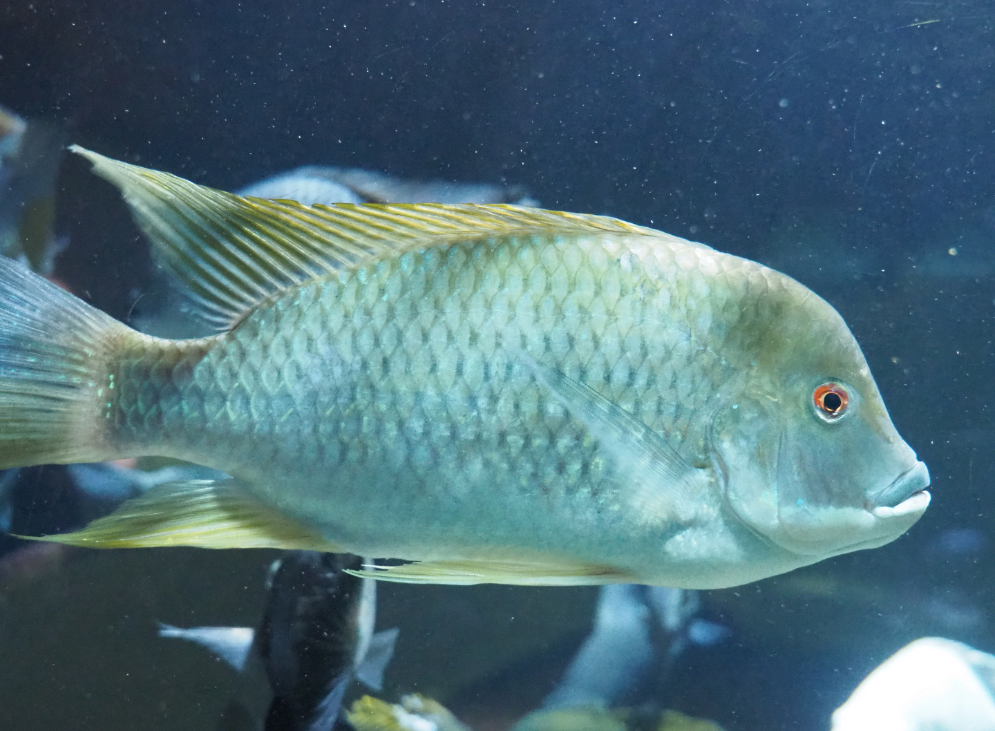 Mamfe tilapia (Coptodon species "Mamfe"), 2022-05-26