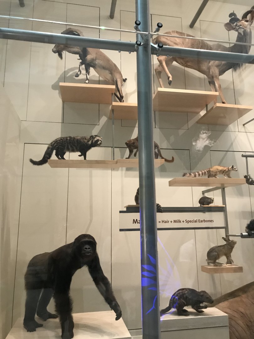 Mammal Diversity (1/5)