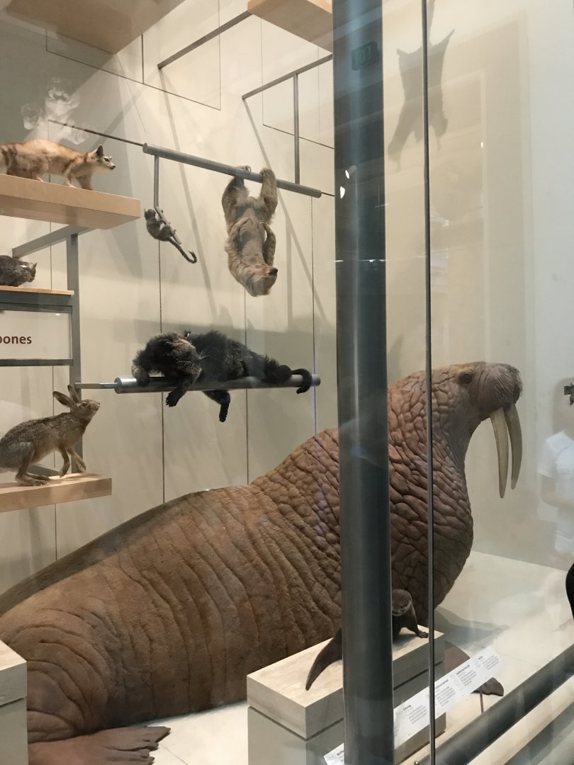 Mammal Diversity (2/5)