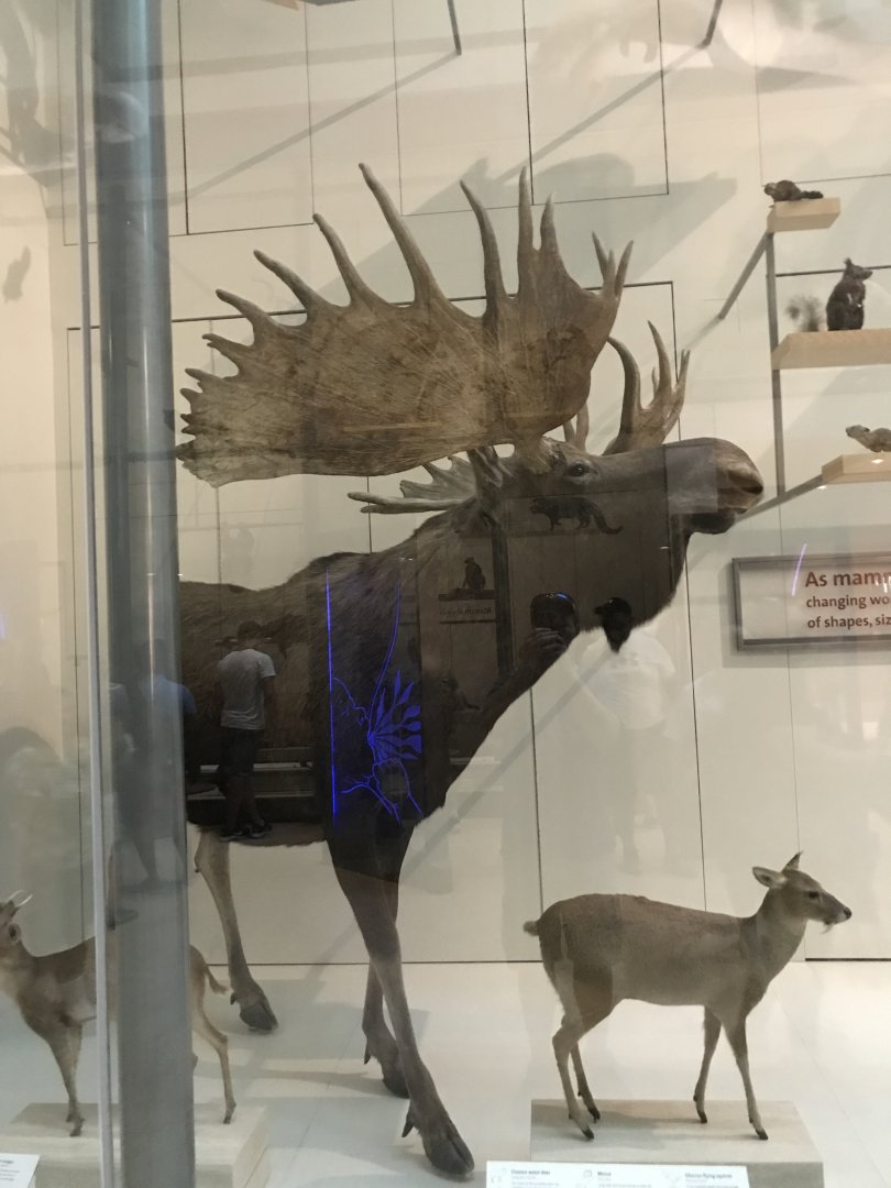 Mammal Diversity (4/5)