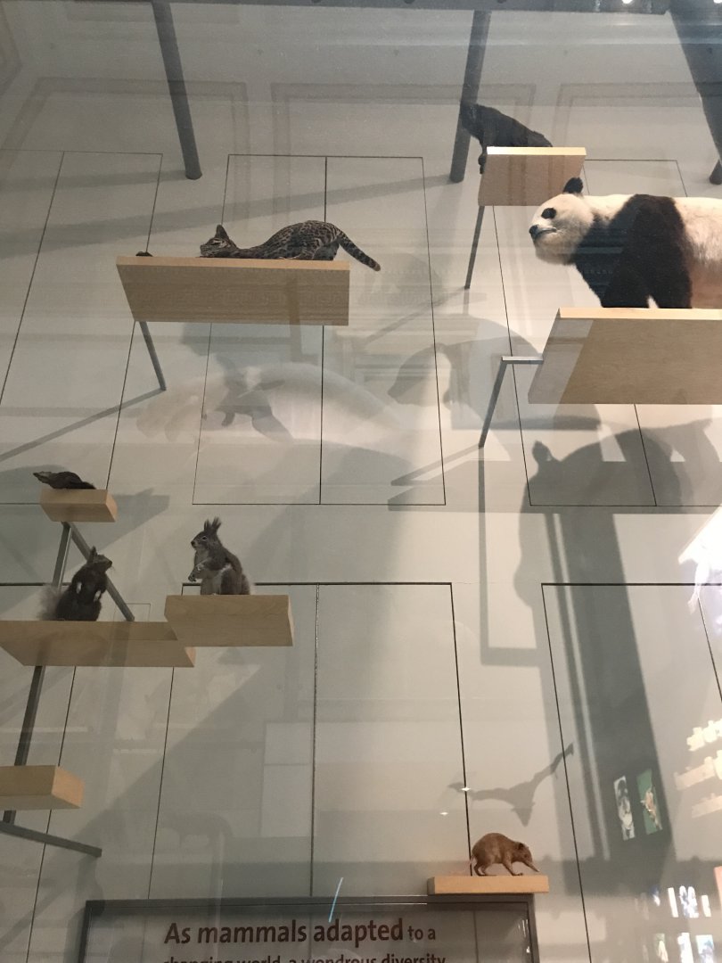 Mammal Diversity (5/5)