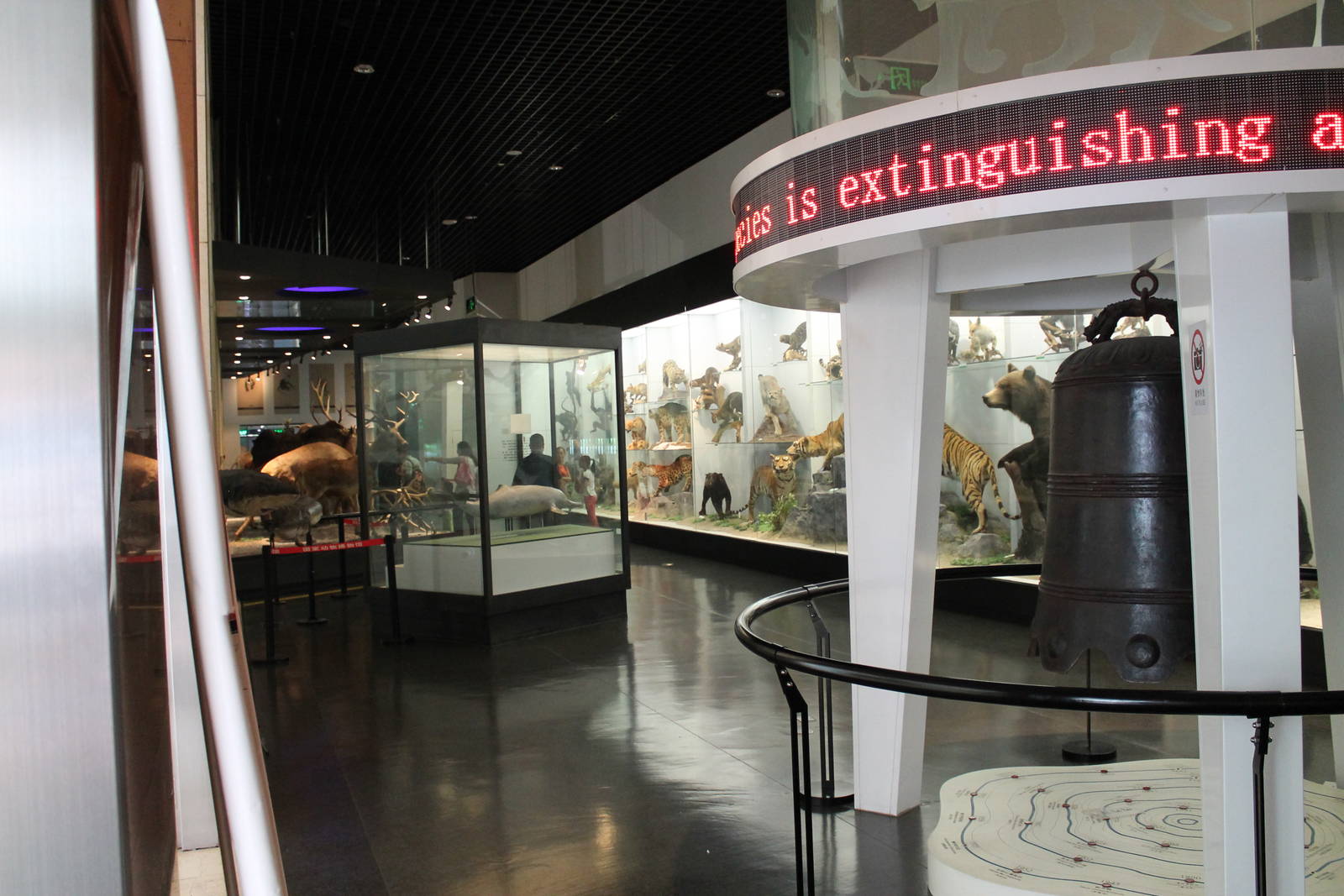 mammal hall