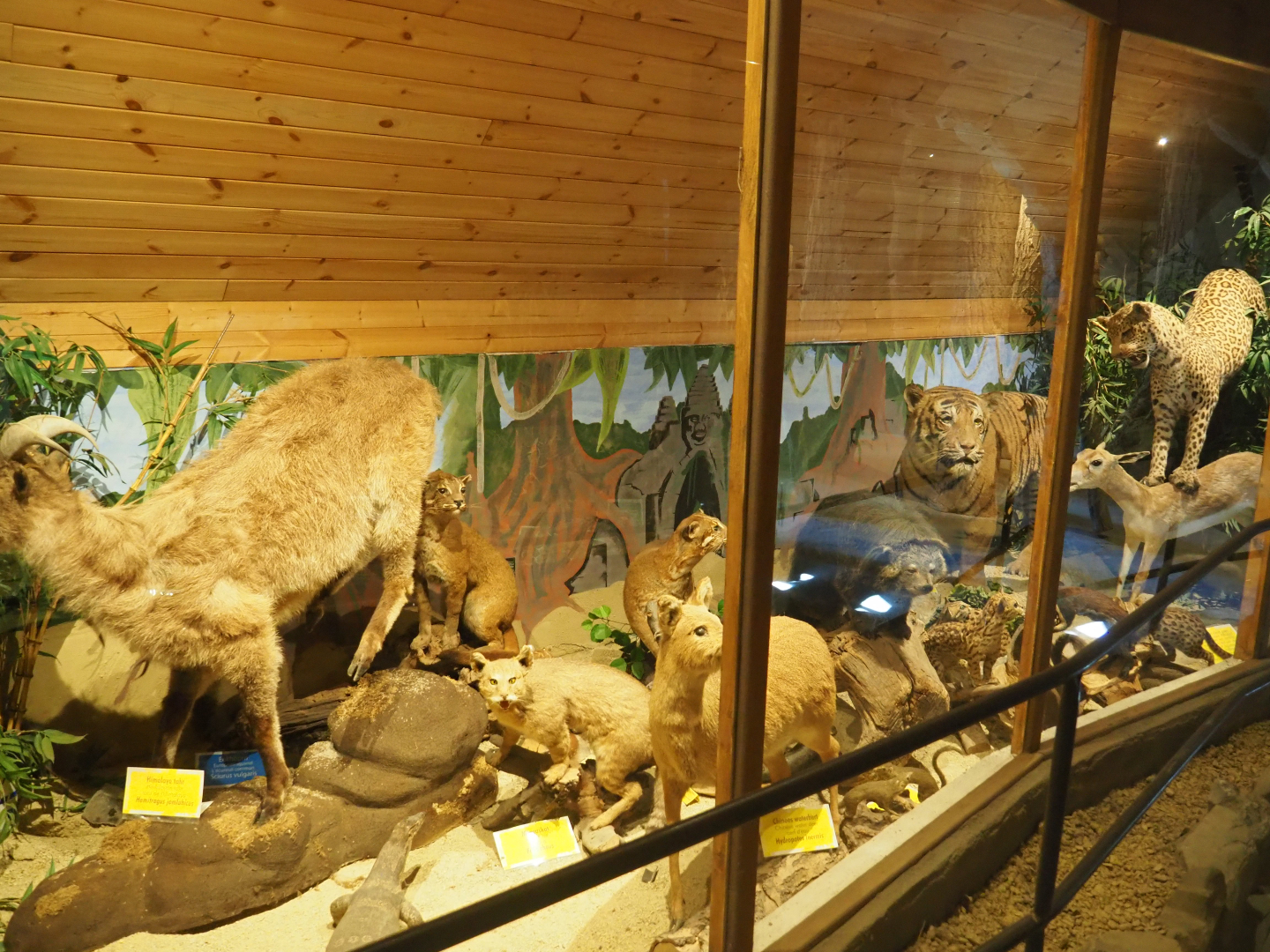 Mammal museum display room, 2019-08-04