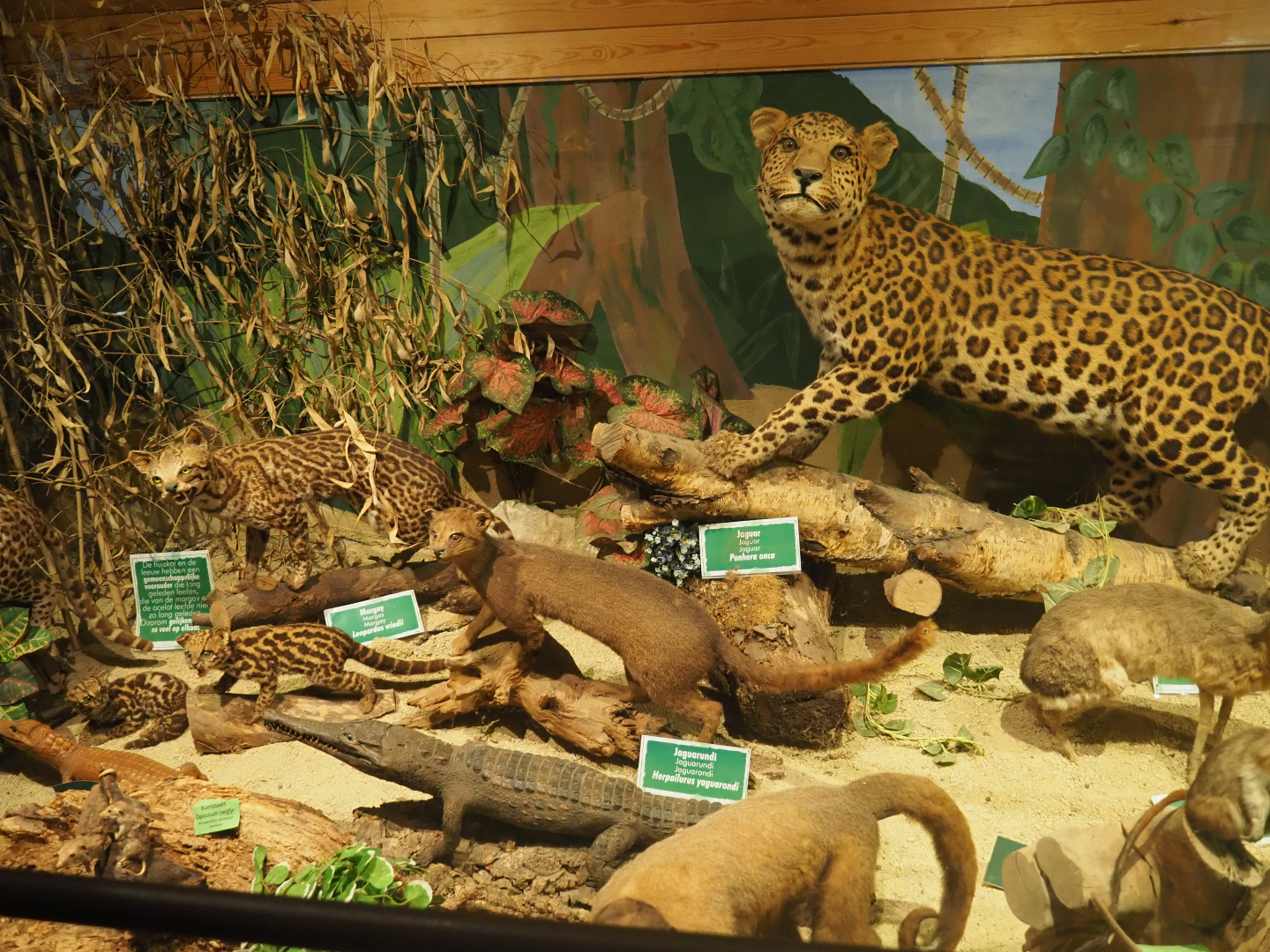 Mammal museum taxidermy specimens display room, 2019-08-04