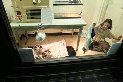 mammal-reptile-bird babies