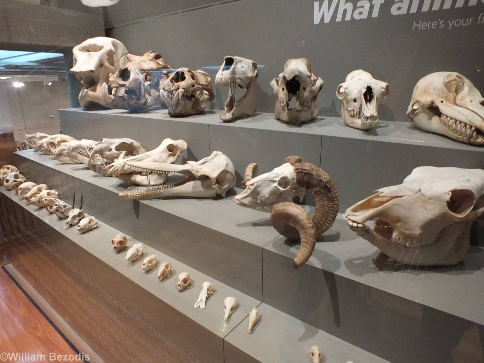 Mammal Skulls - Queensland Museum