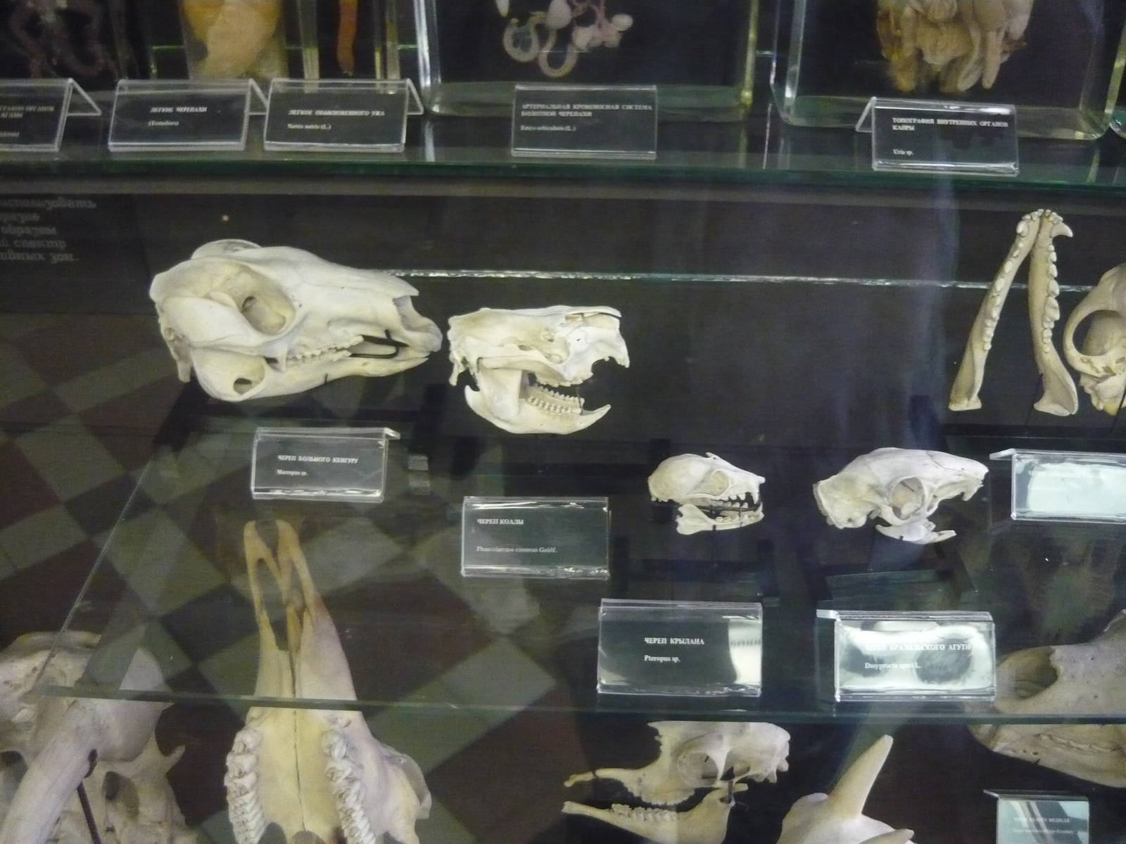 Mammal skulls