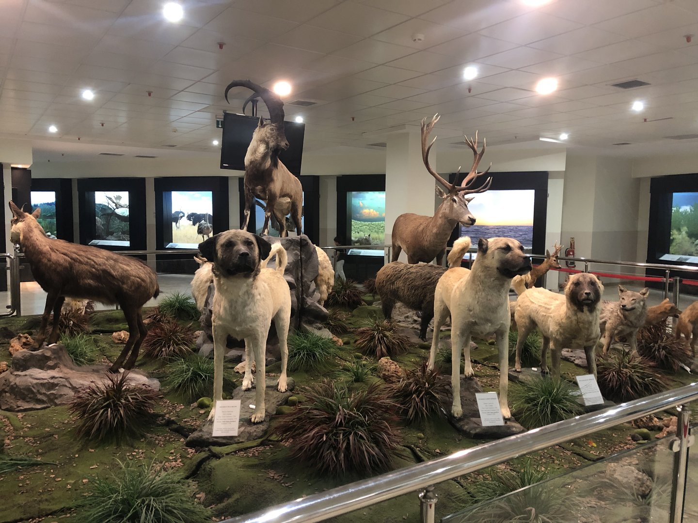 Mammal taxidermies at the MTA Natural History Museum