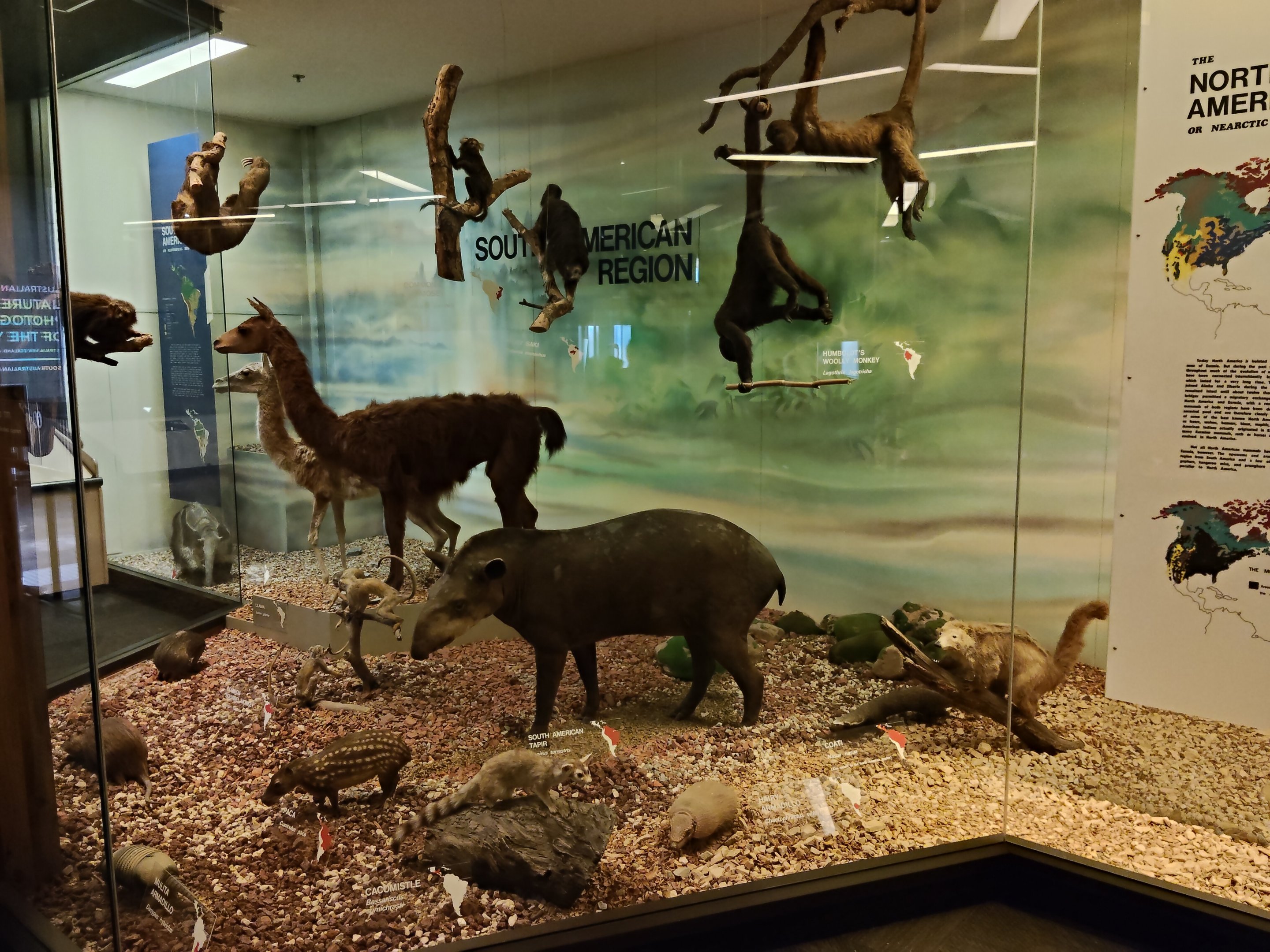 Mammal taxidermy displays