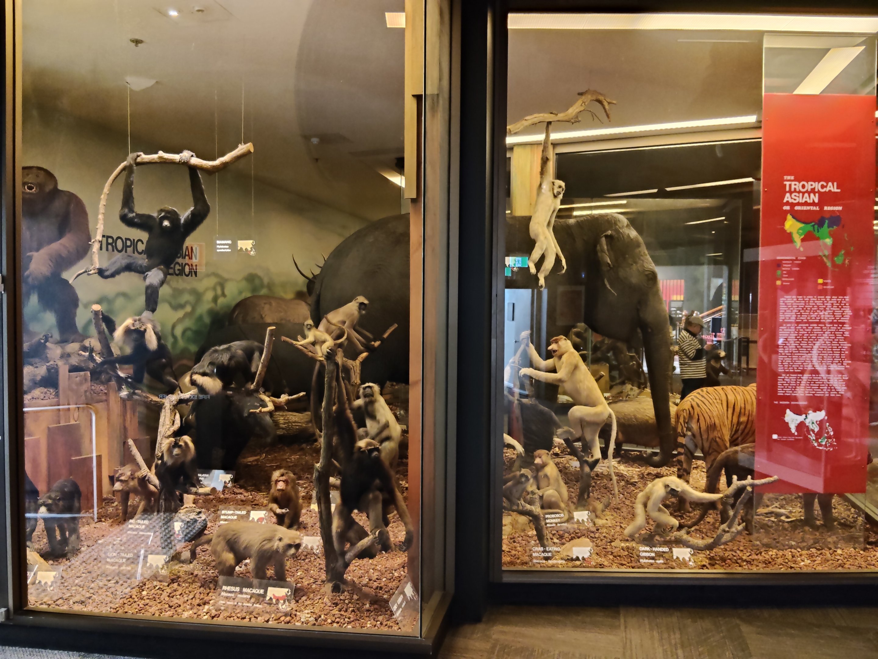 Mammal taxidermy displays