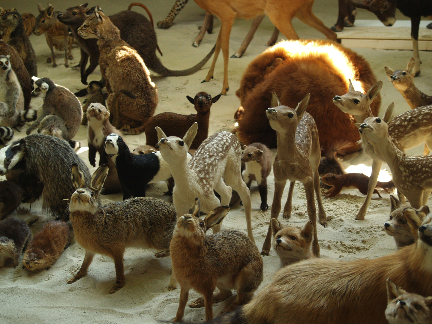 Mammal taxidermy specimens in the museum part of the African house, 2006-07-08