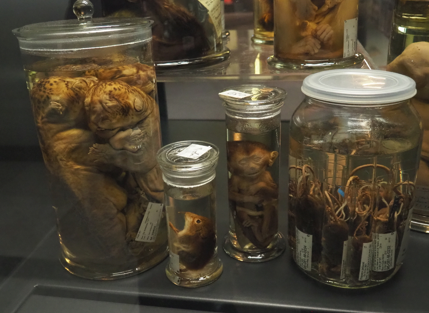 Mammal wet specimens, 2021-10-20